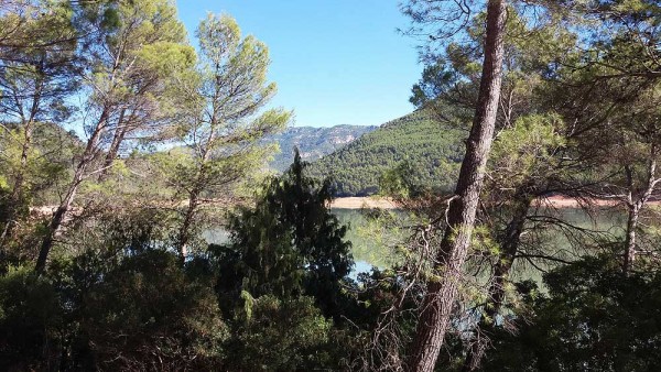 Licitado el segundo lote de actuaciones forestales en Andalucía